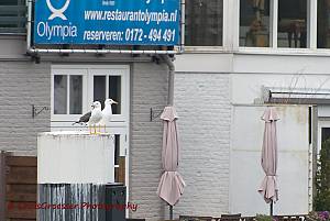 StadseNatuur/Meeuwen Alphen.jpg